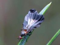 Pararhamphomyia marginata