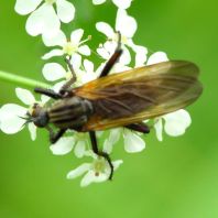 Gewürfelte Tanzfliege, Empis tesselata