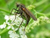 Gewürfelte Tanzfliege, Empis tesselata
