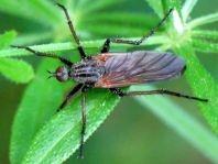 Gewürfelte Tanzfliege, Empis tesselata