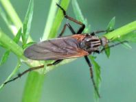 Gewürfelte Tanzfliege, Empis tesselata