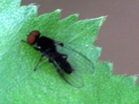 Platypezidae