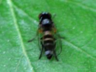 Platypezidae