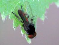 Platypezidae
