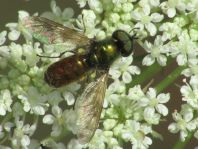 Waffenfliege, Chloromyia formosa