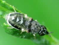 Nemotelus sp