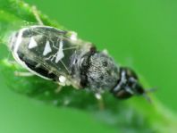 Nemotelus sp