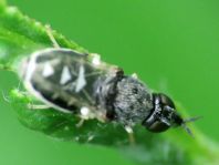 Nemotelus sp
