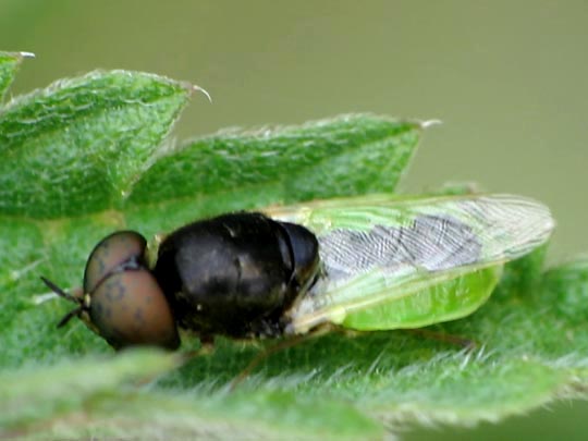 Waffenfliege, Oplodonta viridula