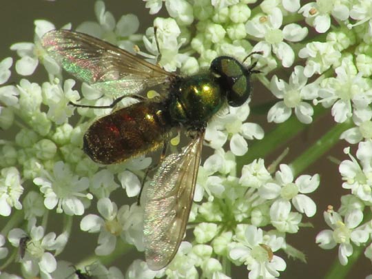 Waffenfliege, Chloromyia formosa