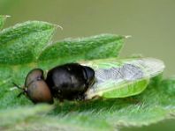 Waffenfliege, Oplodonta viridula