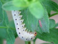 Pflanzenwespen, Symphyta, Larve