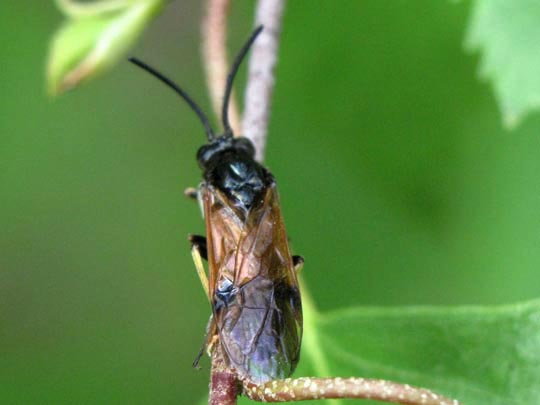 Pflanzenwespen, Symphyta