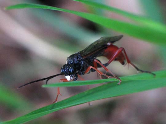 Tenthredopsis sp.
