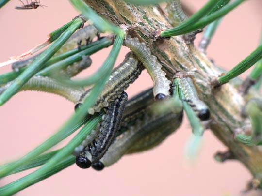Pflanzenwespen, Symphyta, Larve