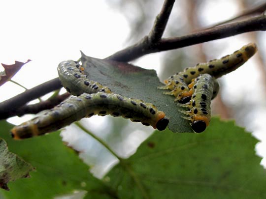Pflanzenwespen, Symphyta, Larve