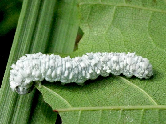 Pflanzenwespen, Symphyta, Larve
