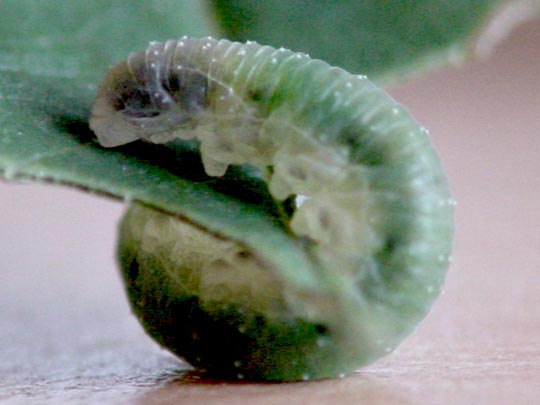 Pflanzenwespen, Symphyta, Larve