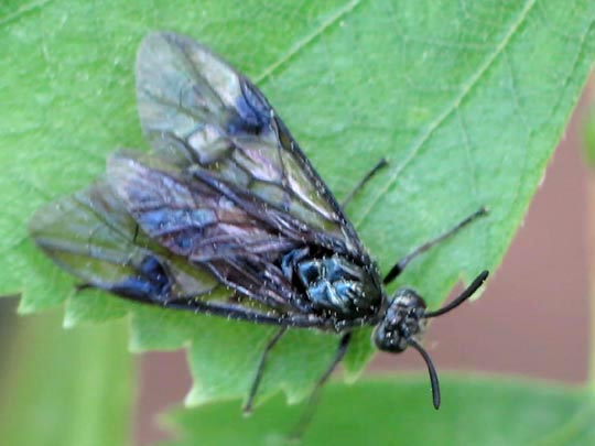 Pflanzenwespen, Symphyta