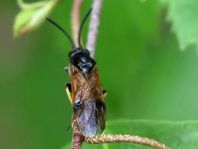 Pflanzenwespen, Symphyta