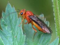 Nematinus sp.