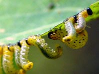 Pflanzenwespen, Symphyta, Larve