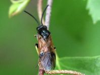 Pflanzenwespen, Symphyta