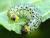 Pflanzenwespen, Symphyta, Larve