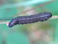 Pflanzenwespen, Symphyta, Larve