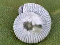 Pflanzenwespen, Symphyta, Larve