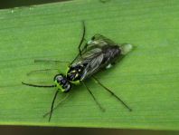 Pflanzenwespen, Symphyta