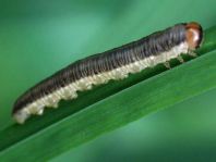 Pflanzenwespen, Symphyta, Larve