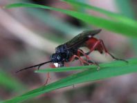 Tenthredopsis sp.