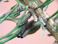 Pflanzenwespen, Symphyta, Larve