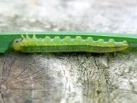 Pflanzenwespen, Symphyta, Larve