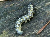 Pflanzenwespen, Symphyta, Larve
