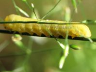 Pflanzenwespen, Symphyta, Larve
