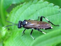 Macrophya sp.