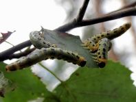 Pflanzenwespen, Symphyta, Larve