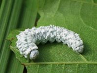 Pflanzenwespen, Symphyta, Eriocampa sp., Larve