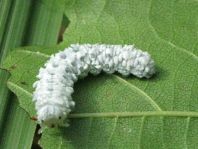 Pflanzenwespen, Symphyta, Eriocampa sp., Larve