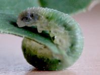 Pflanzenwespen, Symphyta, Larve
