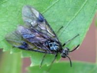 Pflanzenwespen, Symphyta