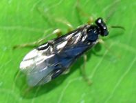 Pflanzenwespen, Symphyta