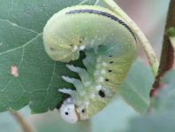 Cimbex femoratus, Große Birkenblattwespe