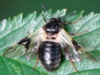 Abia fasciata
