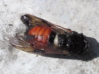 Cimbicidae