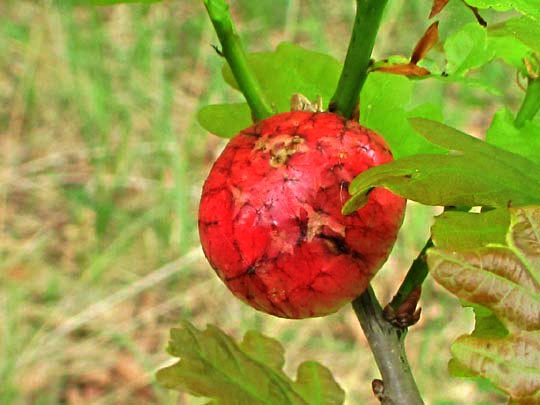 Biorhiza pallida, Schwammgallwespe