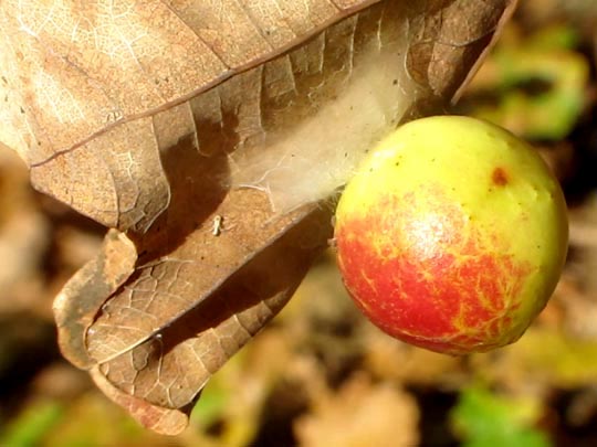 Cynips quercusfolii, Eichengallwespe