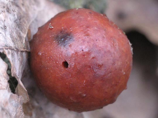 Andricus kollari